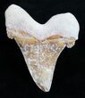 Beautiful Carcharocles Auriculatus Tooth - #11418-1